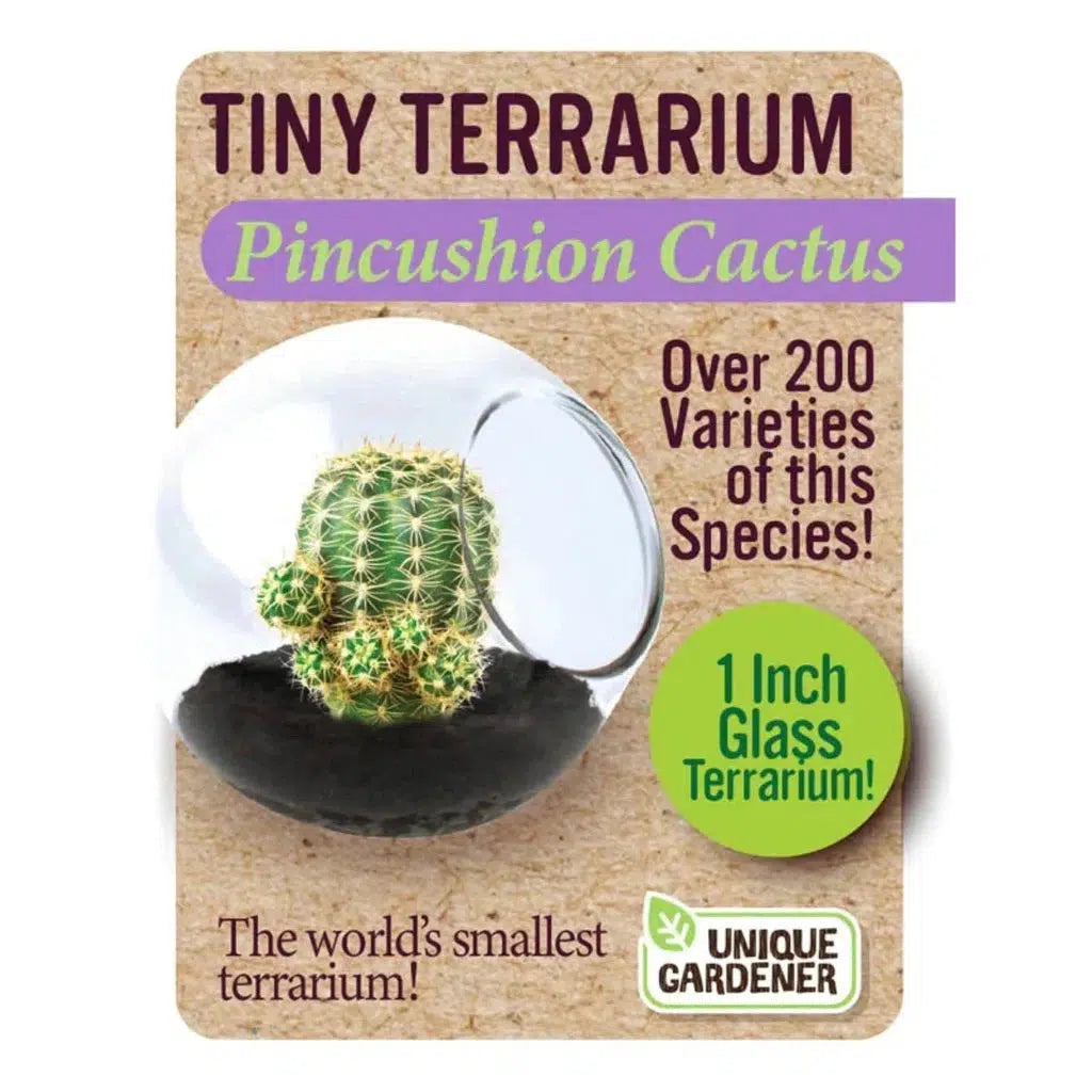 box for pincushion cactus