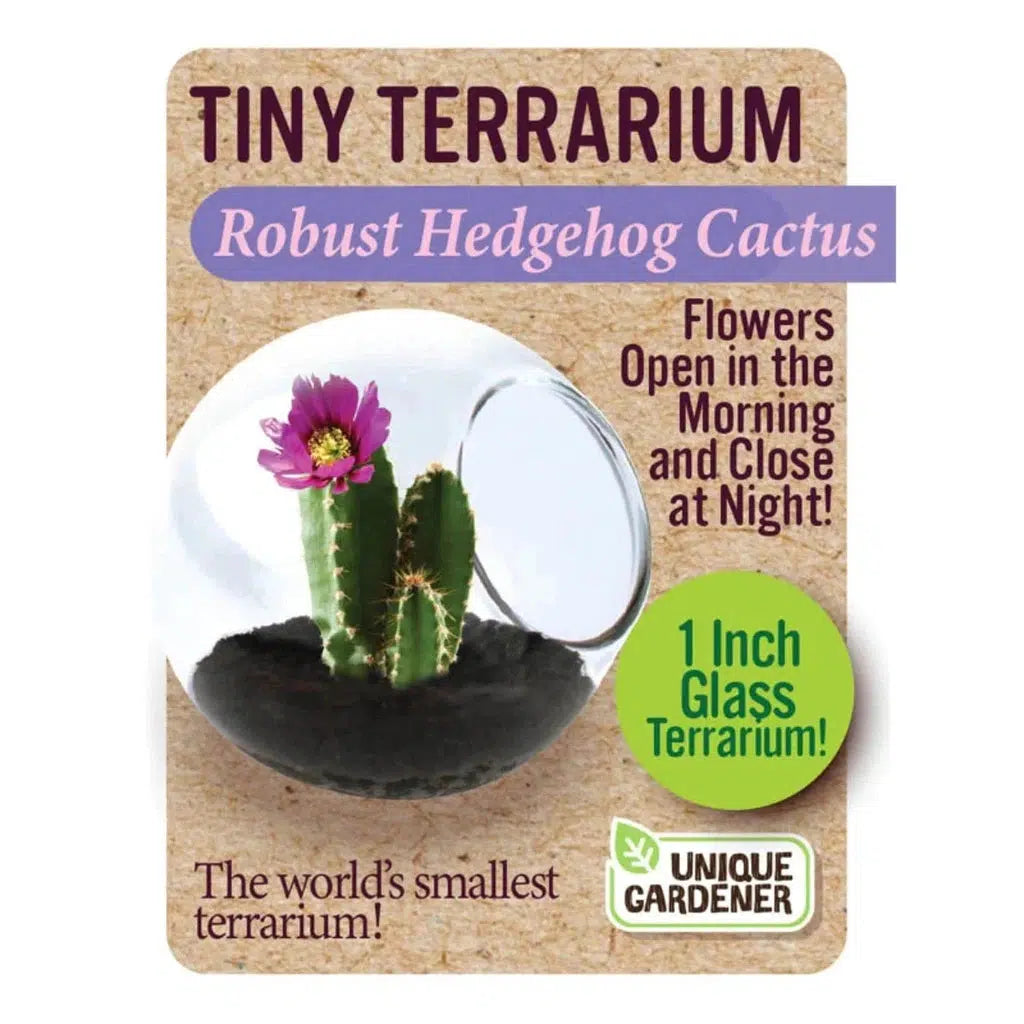 box for robust hedgehog cactus