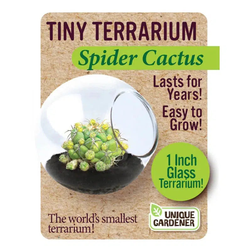 box for spider cactus