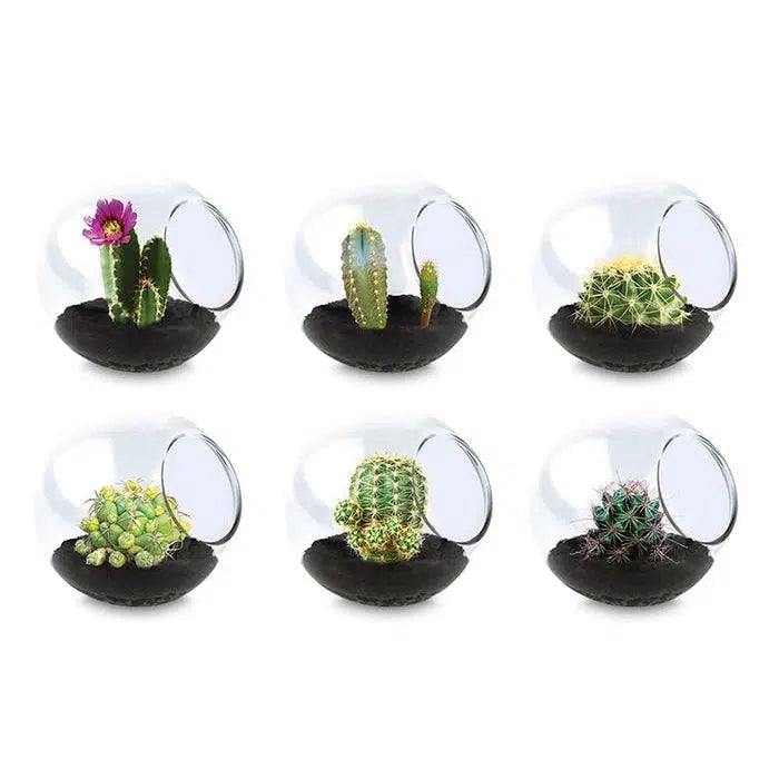 Six different small cacti are displayed in round glass terrariums filled with black soil. One cactus has a pink flower.