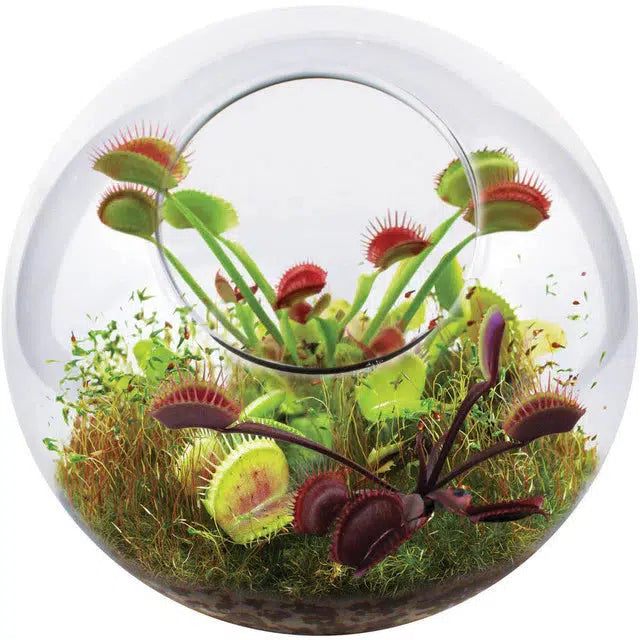 Tiny Terrarium with Venus flytraps 