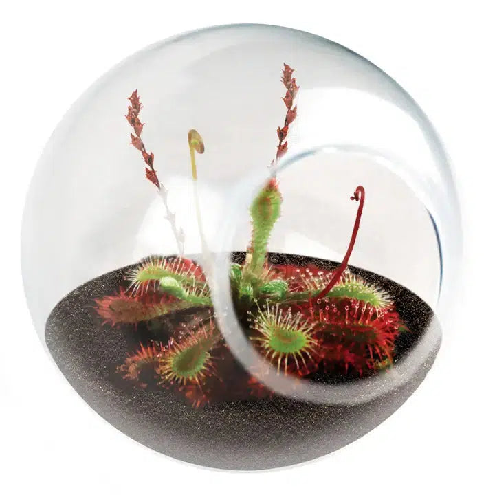 Tiny Terrarium with Sparkling Sundews