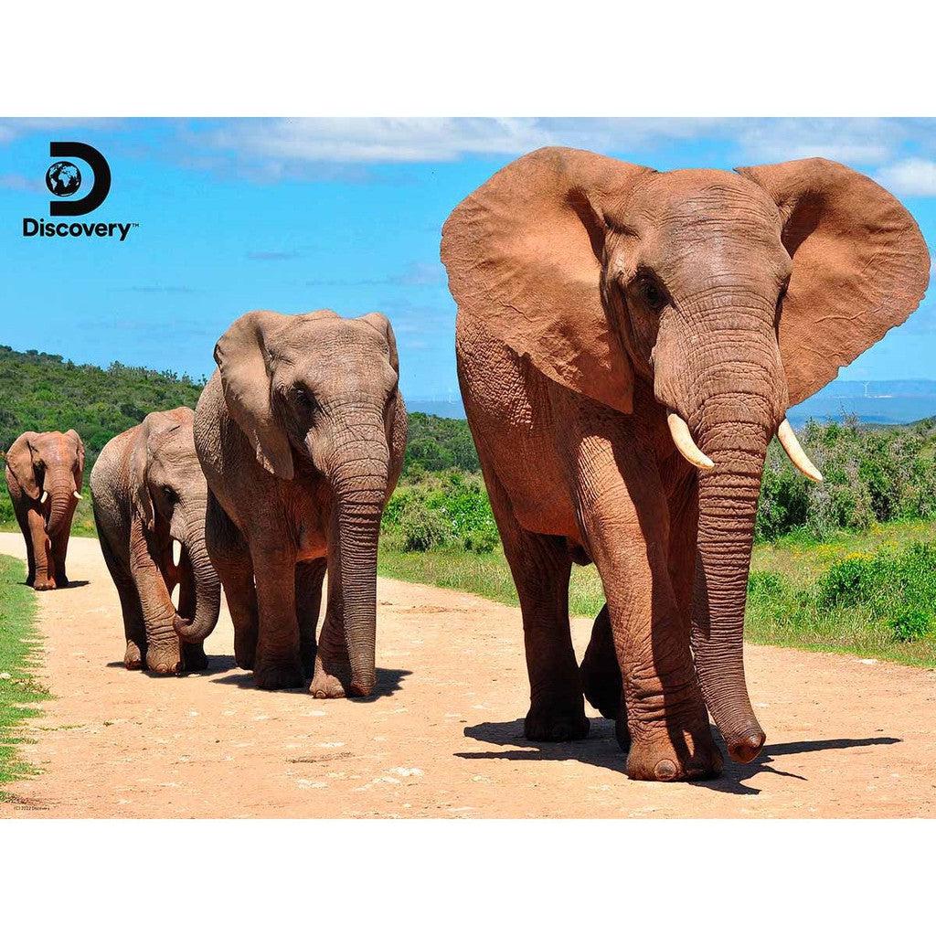 A majestic group of four elephants walks in a line along a dirt road, surrounded by lush green bushes and trees under a clear blue sky. This picturesque scene could easily be captured as part of a Prime 3D Ltd collection