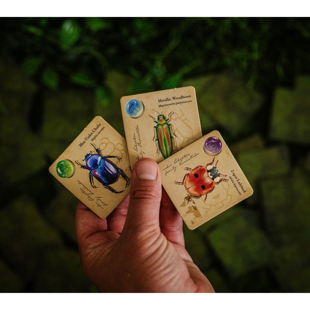 A hand holds three cards with illustrations of unique beetles: Blue Mint Leaf Beetle, Metallic Woodborer, and Tortoise-shell Beetle. This Jewel Box set features vibrant drawings and informative text about these fascinating beetles.