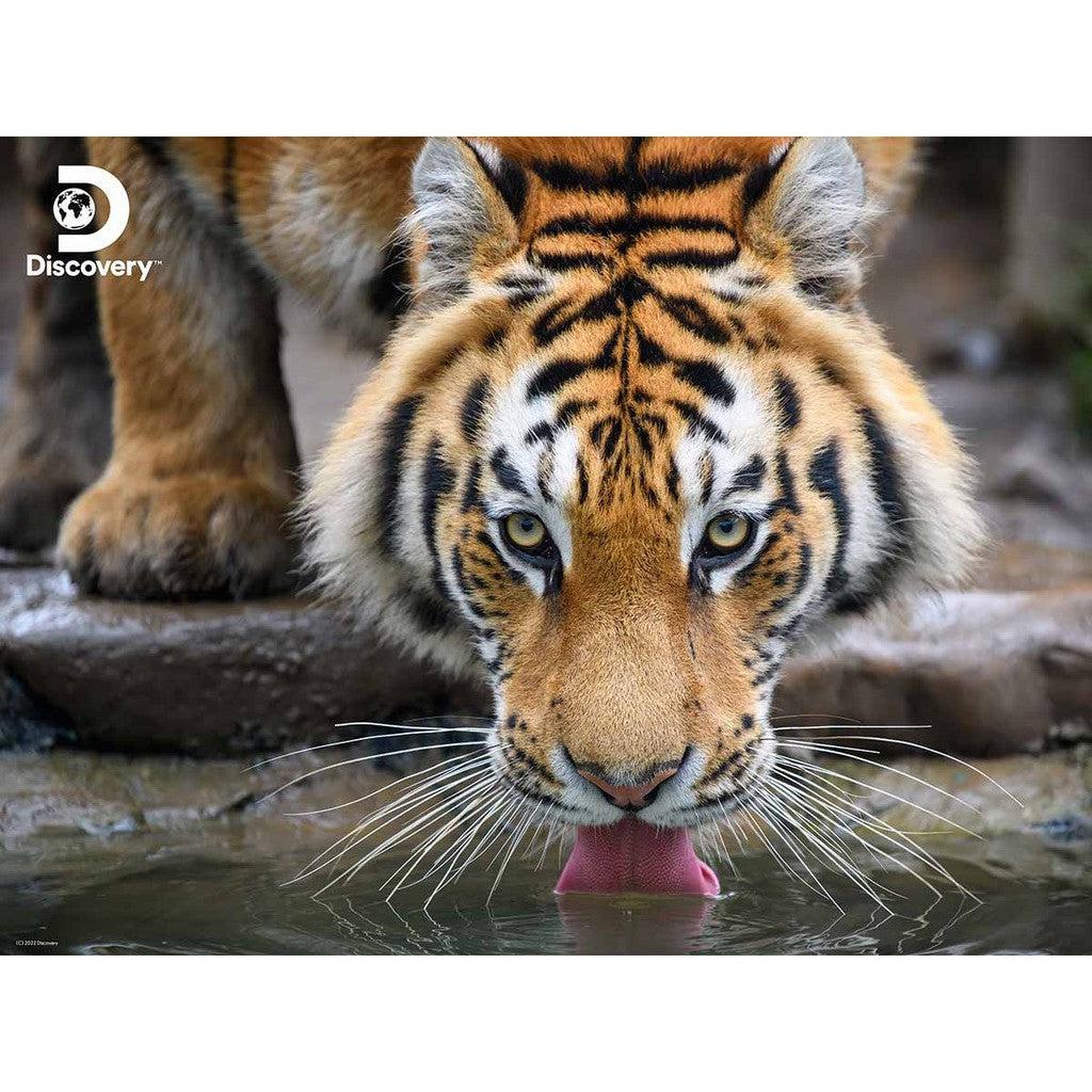 A tiger drinks water from a stream, its face close to the surface, like a scene from a Tiger Puzzle. The Discovery logo graces the top left corner.